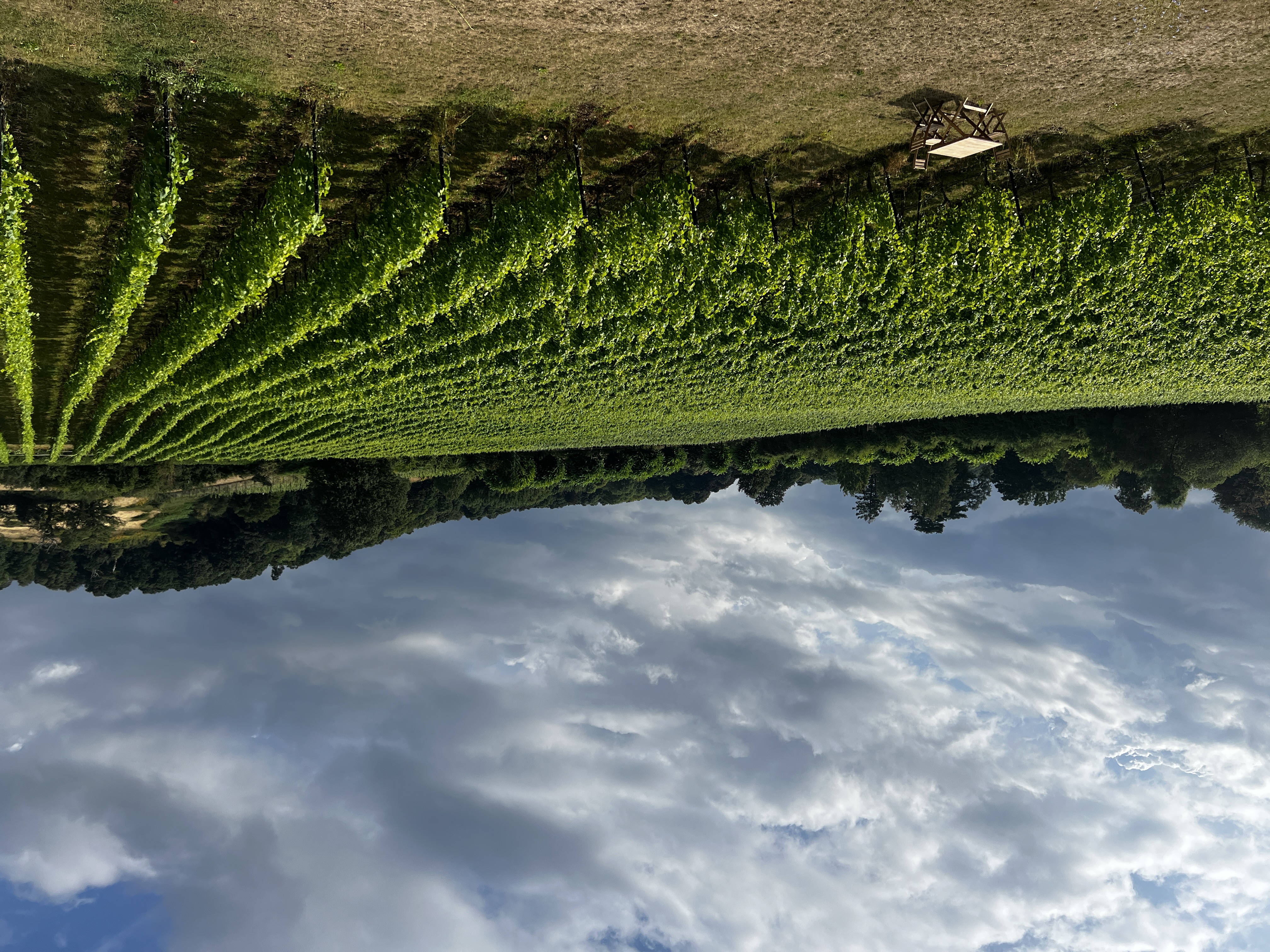 Chilworth Manor Vineyard main photo